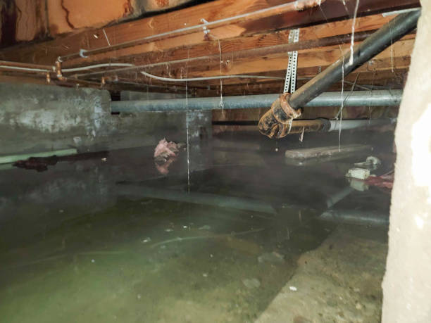 Best Local water damage restoration  in Mcelhattan, PA